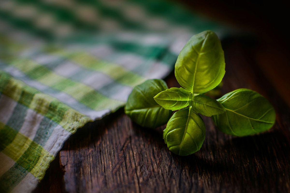 Hai una pianta di basilico in casa? Ecco il metodo autunnale per mantenerlo rigoglioso tutto l’inverno