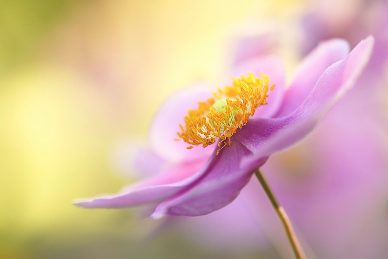 Da quando ho scoperto le Anemoni Giapponesi in autunno, il mio giardino non ha più perso fascino