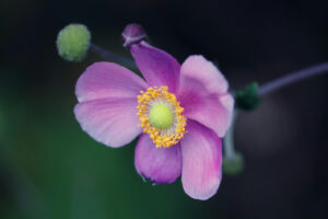 Da quando ho scoperto le Anemoni Giapponesi in autunno, il mio giardino non ha più perso fascino